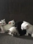 Fofinho