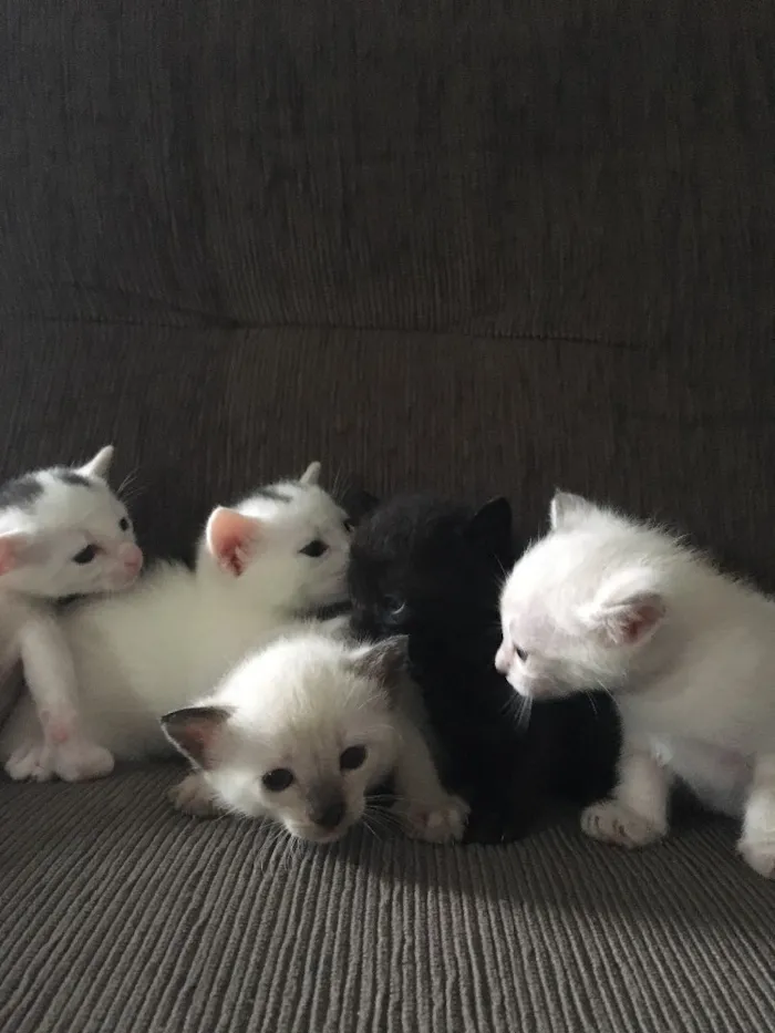 Gato ra a SRD idade Abaixo de 2 meses nome Fofinho