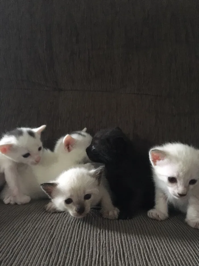 Gato ra a SRD idade Abaixo de 2 meses nome Fofinho