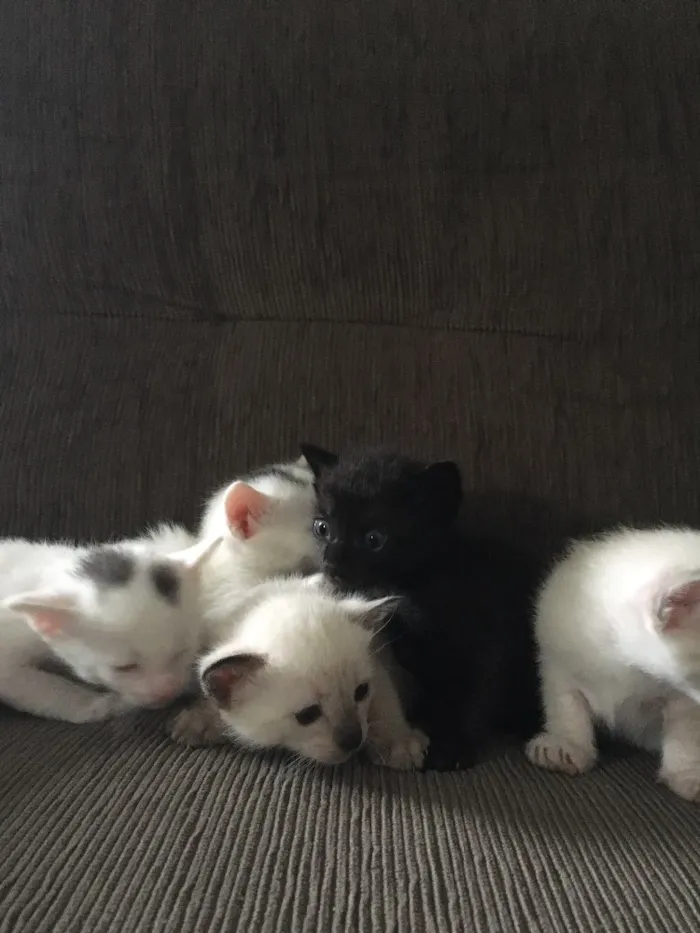 Gato ra a SRD idade Abaixo de 2 meses nome Fofinho