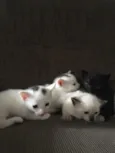 Fofinho