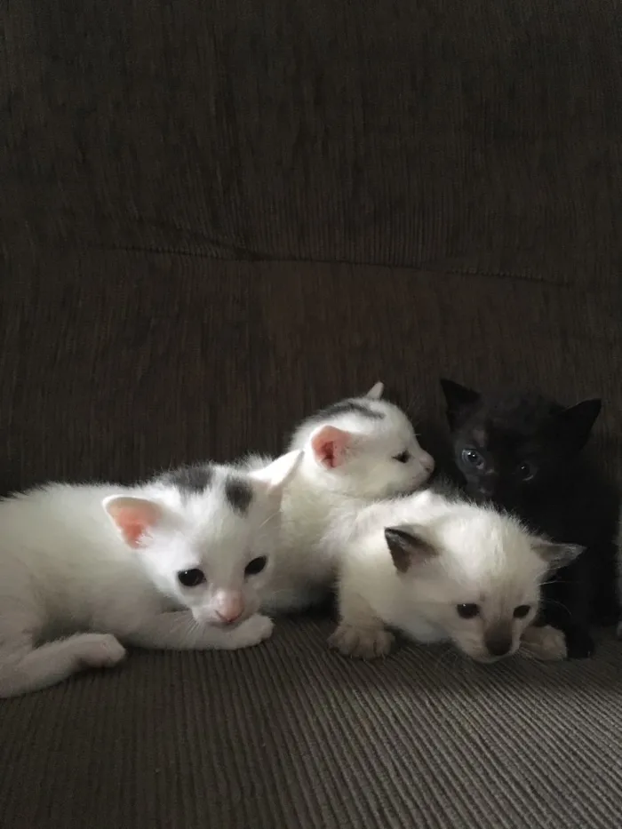 Gato ra a SRD idade Abaixo de 2 meses nome Fofinho