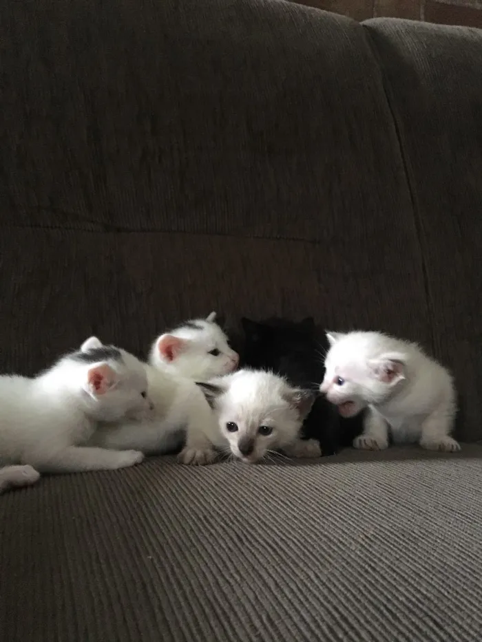 Gato ra a SRD idade Abaixo de 2 meses nome Fofinho