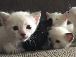 Gato raça SRD idade Abaixo de 2 meses nome Fofinho