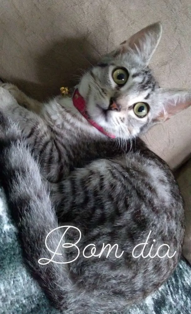 Gato ra a Não sei dizer  idade 1 ano nome Grey