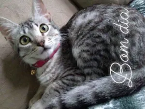 Gato raça Não sei dizer  idade 1 ano nome Grey