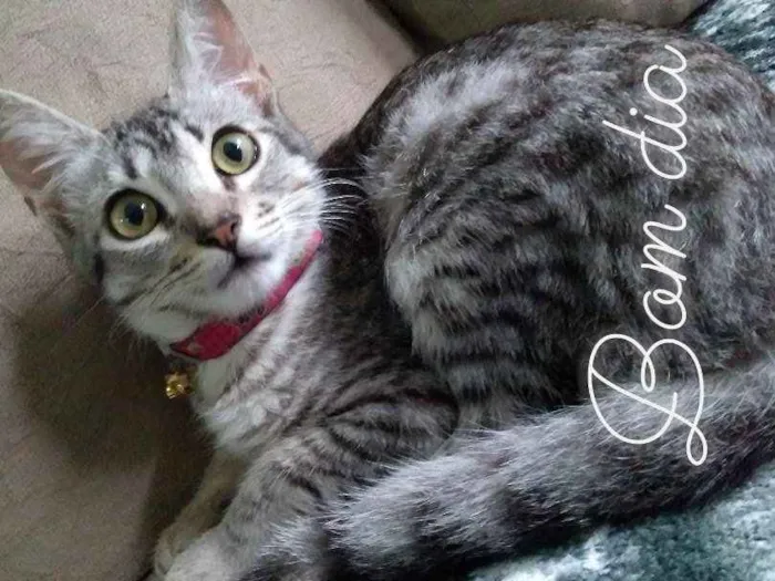 Gato ra a Não sei dizer  idade 1 ano nome Grey