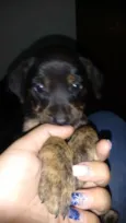 Lili