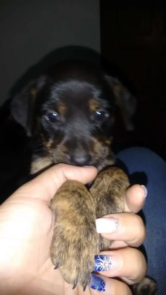 Cachorro raça Vira Lata idade Abaixo de 2 meses nome Lili