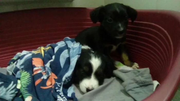 Cachorro ra a srd idade 2 a 6 meses nome Pedro