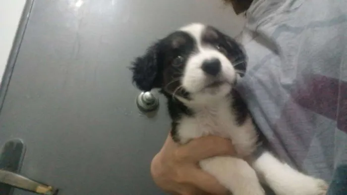 Cachorro ra a srd idade 2 a 6 meses nome Pedro
