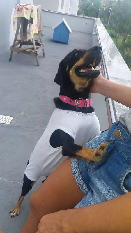 Cachorro ra a Mestiça idade 1 ano nome Lolapaluza (Lola)