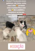 4 gatinhos 