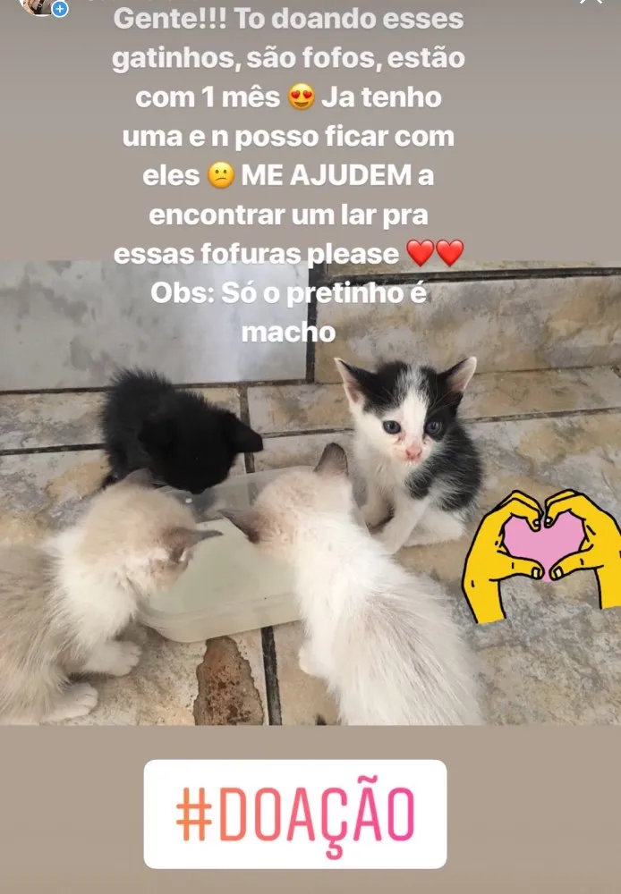 Gato ra a  idade Abaixo de 2 meses nome 4 gatinhos 