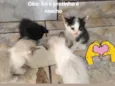 4 gatinhos 