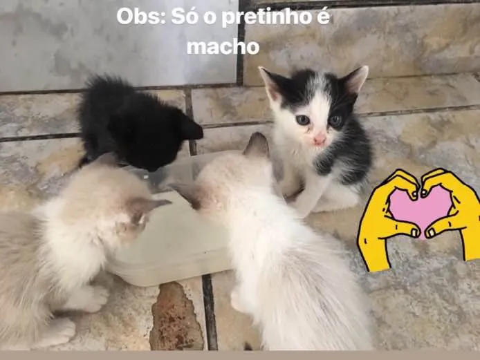 Gato ra a  idade Abaixo de 2 meses nome 4 gatinhos 