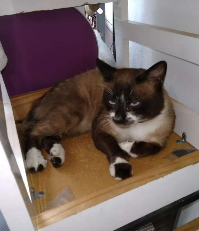 Gato ra a Srd idade 2 a 6 meses nome Sem nome