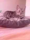 Binga