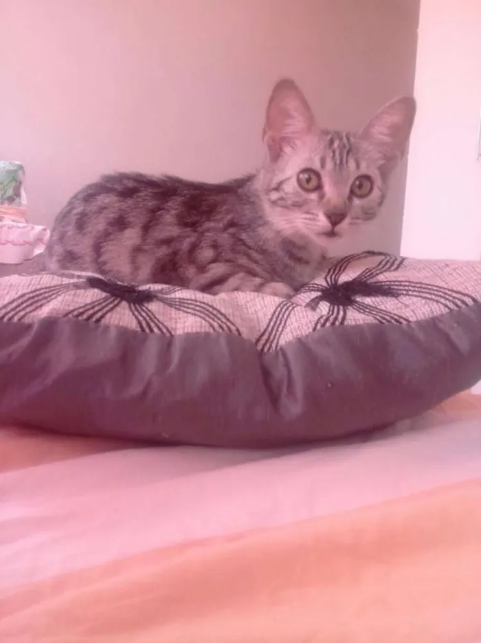 Gato ra a  idade 2 a 6 meses nome Binga