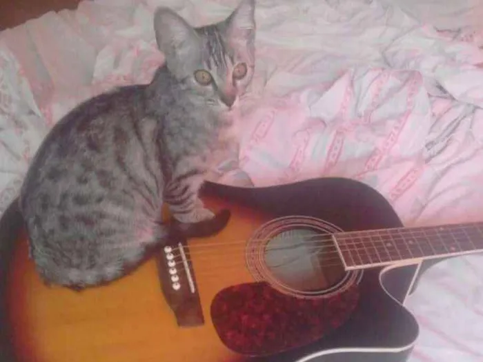 Gato ra a  idade 2 a 6 meses nome Binga