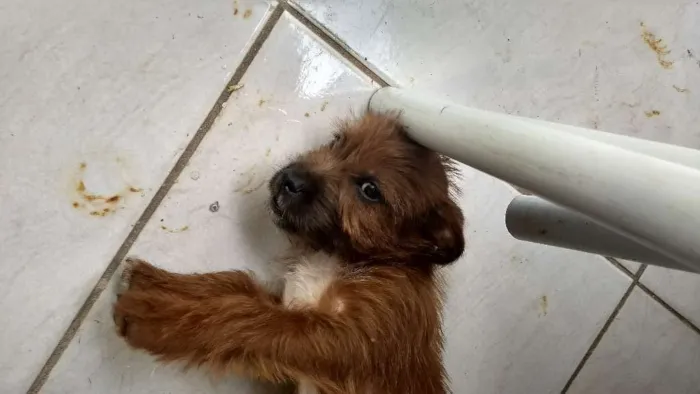 Cachorro raça misto idade 2 a 6 meses nome MEL