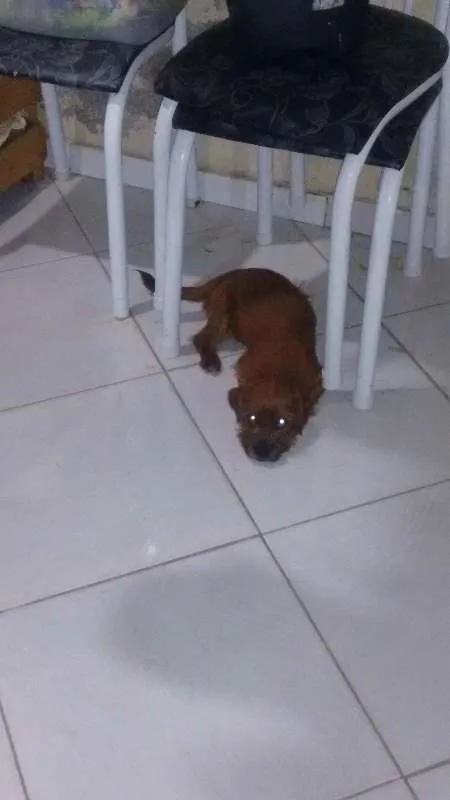Cachorro raça misto idade 2 a 6 meses nome MEL