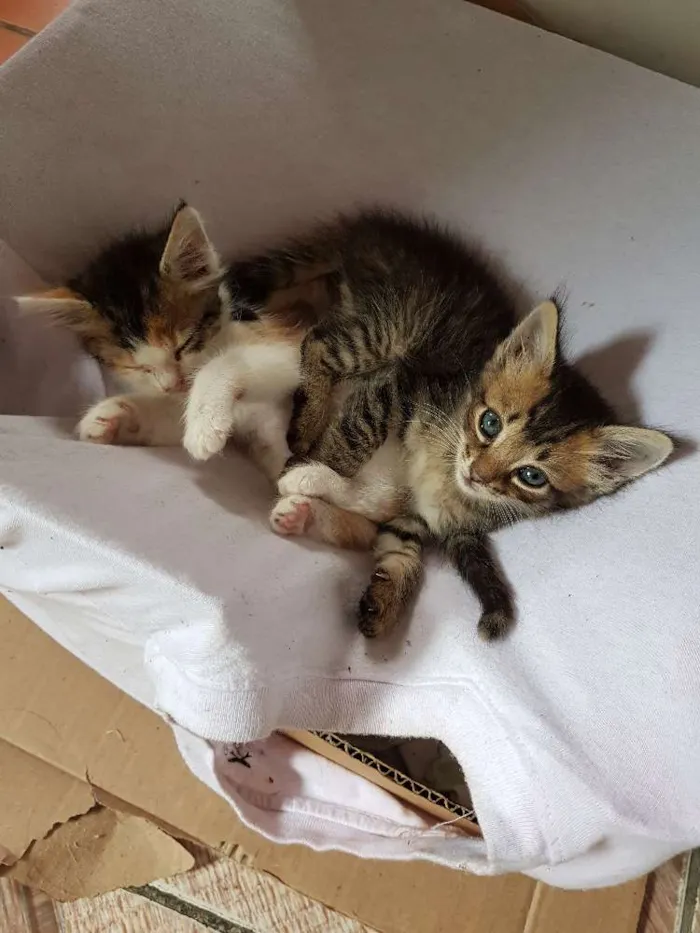 Gato ra a  idade Abaixo de 2 meses nome Sem nome