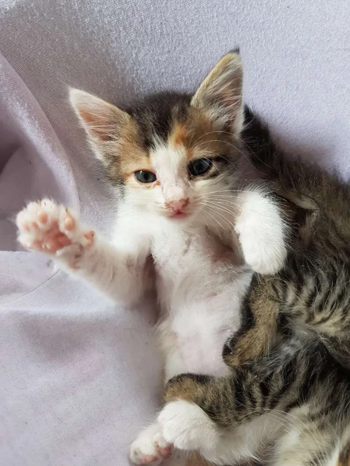Gato ra a  idade Abaixo de 2 meses nome Sem nome
