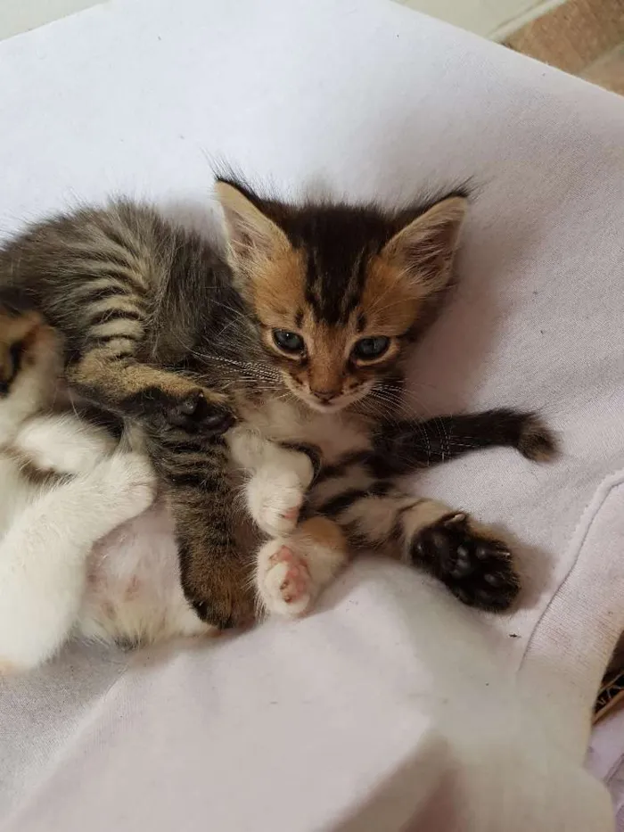 Gato ra a  idade Abaixo de 2 meses nome Sem nome