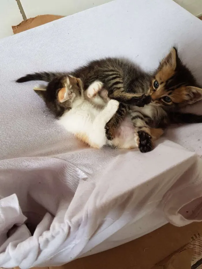 Gato ra a  idade Abaixo de 2 meses nome Sem nome