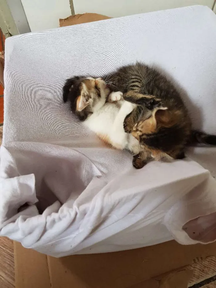 Gato ra a  idade Abaixo de 2 meses nome Sem nome
