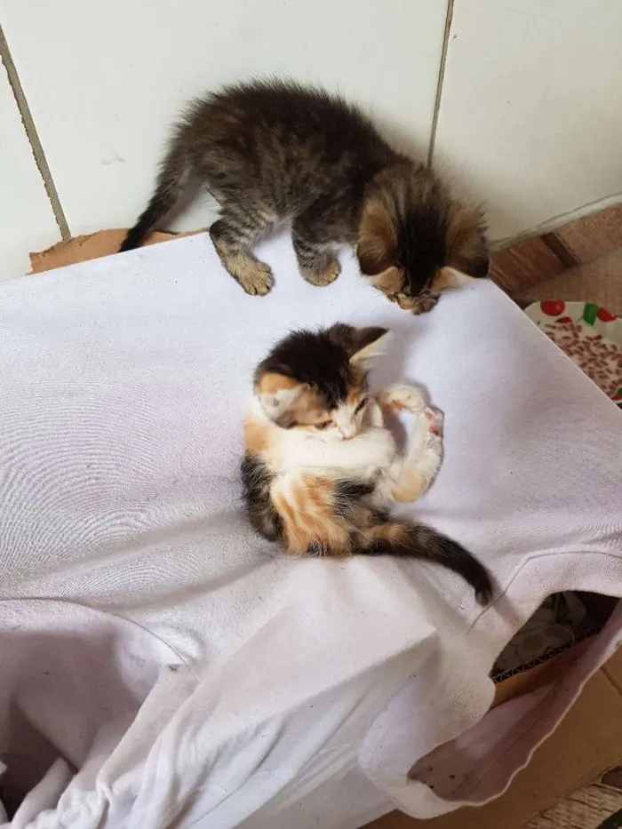 Gato ra a  idade Abaixo de 2 meses nome Sem nome