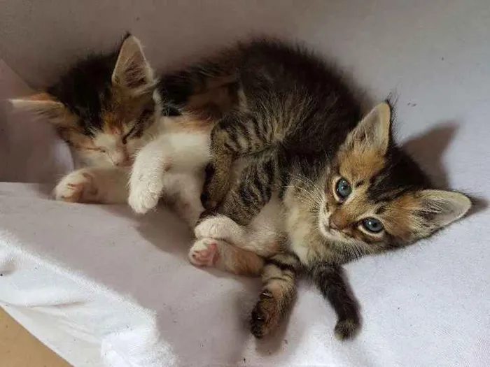 Gato ra a  idade Abaixo de 2 meses nome Sem nome