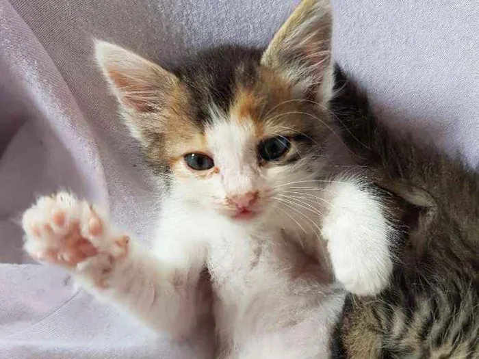 Gato ra a  idade Abaixo de 2 meses nome Sem nome