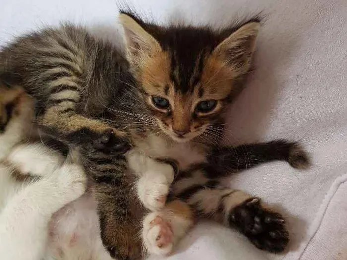 Gato ra a  idade Abaixo de 2 meses nome Sem nome