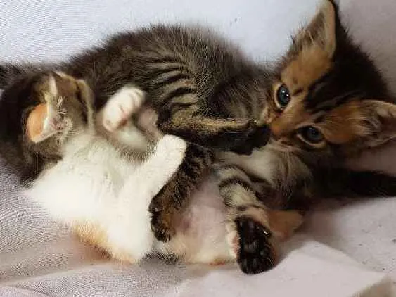 Gato ra a  idade Abaixo de 2 meses nome Sem nome