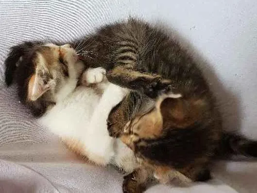 Gato ra a  idade Abaixo de 2 meses nome Sem nome