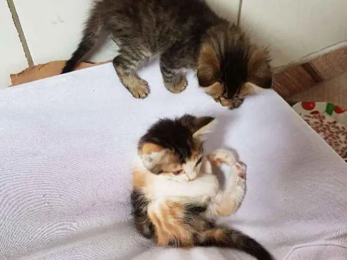 Gato ra a  idade Abaixo de 2 meses nome Sem nome