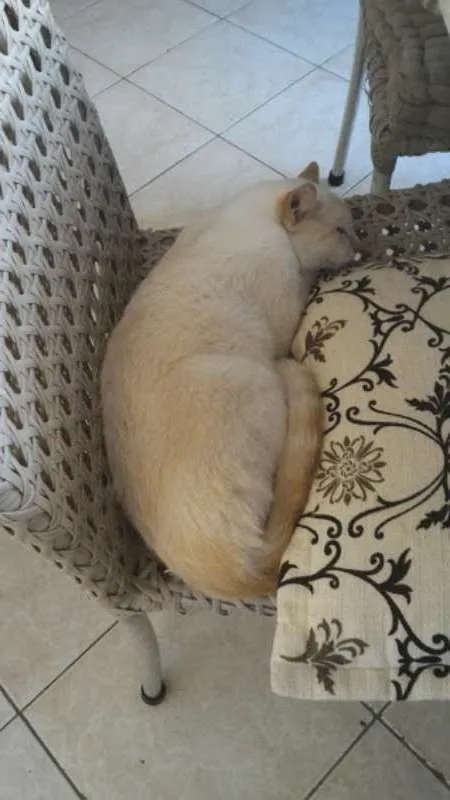 Gato raça  idade 2 anos nome Branquinho