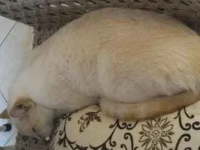 Gato raça  idade 2 anos nome Branquinho