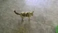 Pintadinha