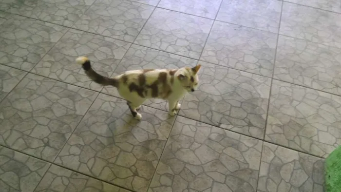 Gato raça  idade 3 anos nome Pintadinha