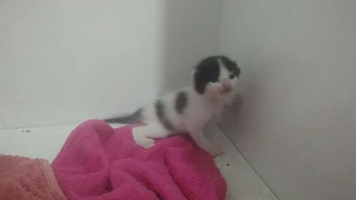 Gato raça  idade Abaixo de 2 meses nome filhotes da Pandora