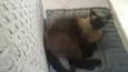 Bombom