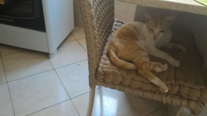 Gato raça  idade 3 anos nome Galego