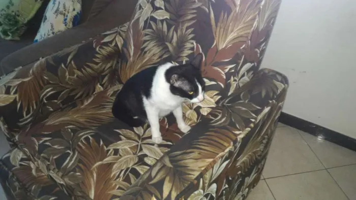 Gato raça  idade 3 anos nome Negão