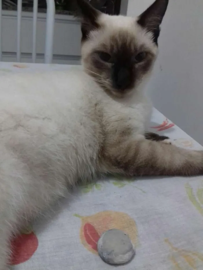 Gato ra a siamês  idade 2 anos nome Romeu