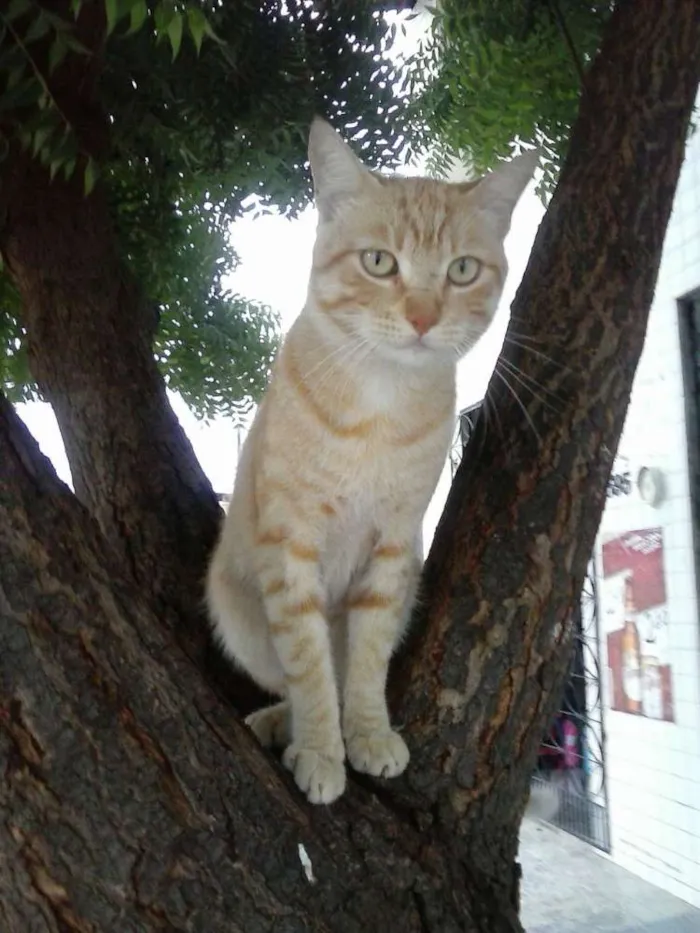 Gato ra a Mista idade 7 a 11 meses nome Leão dourado