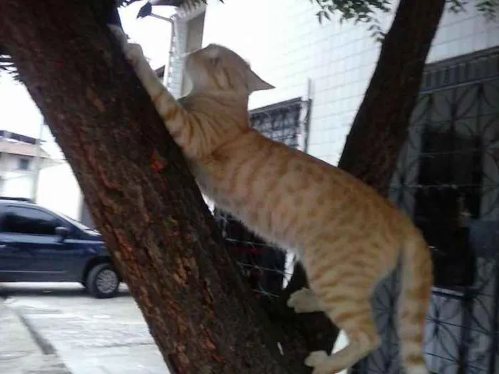Gato ra a Mista idade 7 a 11 meses nome Leão dourado