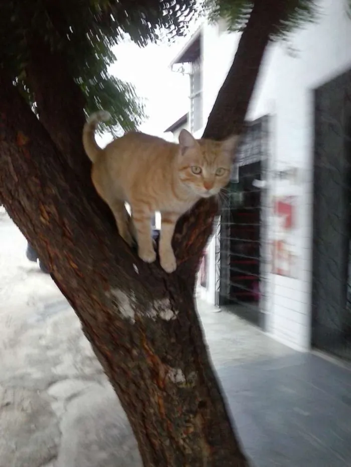 Gato ra a Mista idade 7 a 11 meses nome Leão dourado